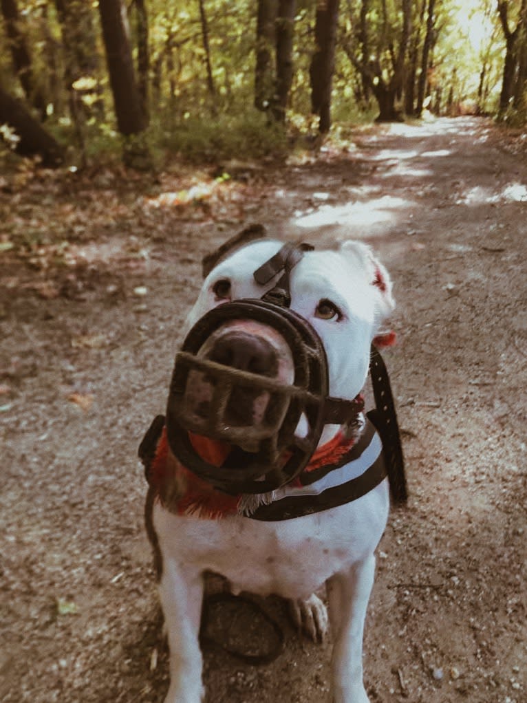 Swizzy, an American Staffordshire Terrier tested with EmbarkVet.com