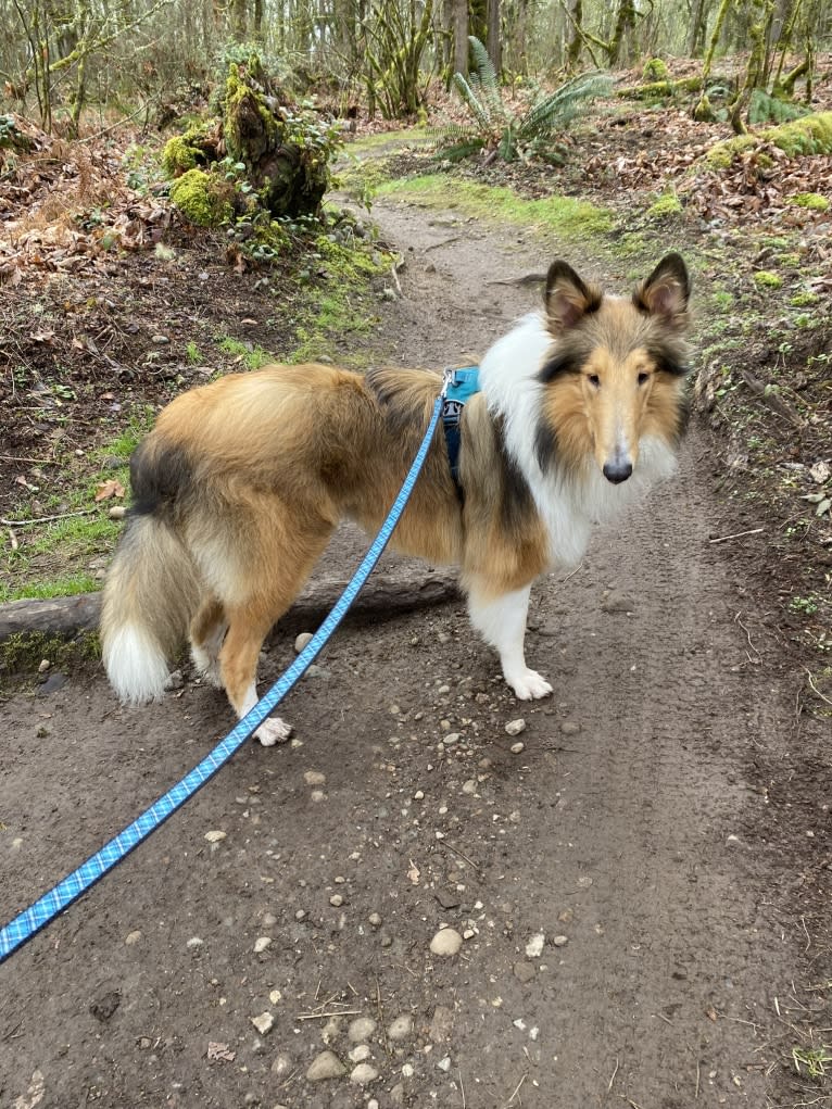 Memphis, a Collie tested with EmbarkVet.com