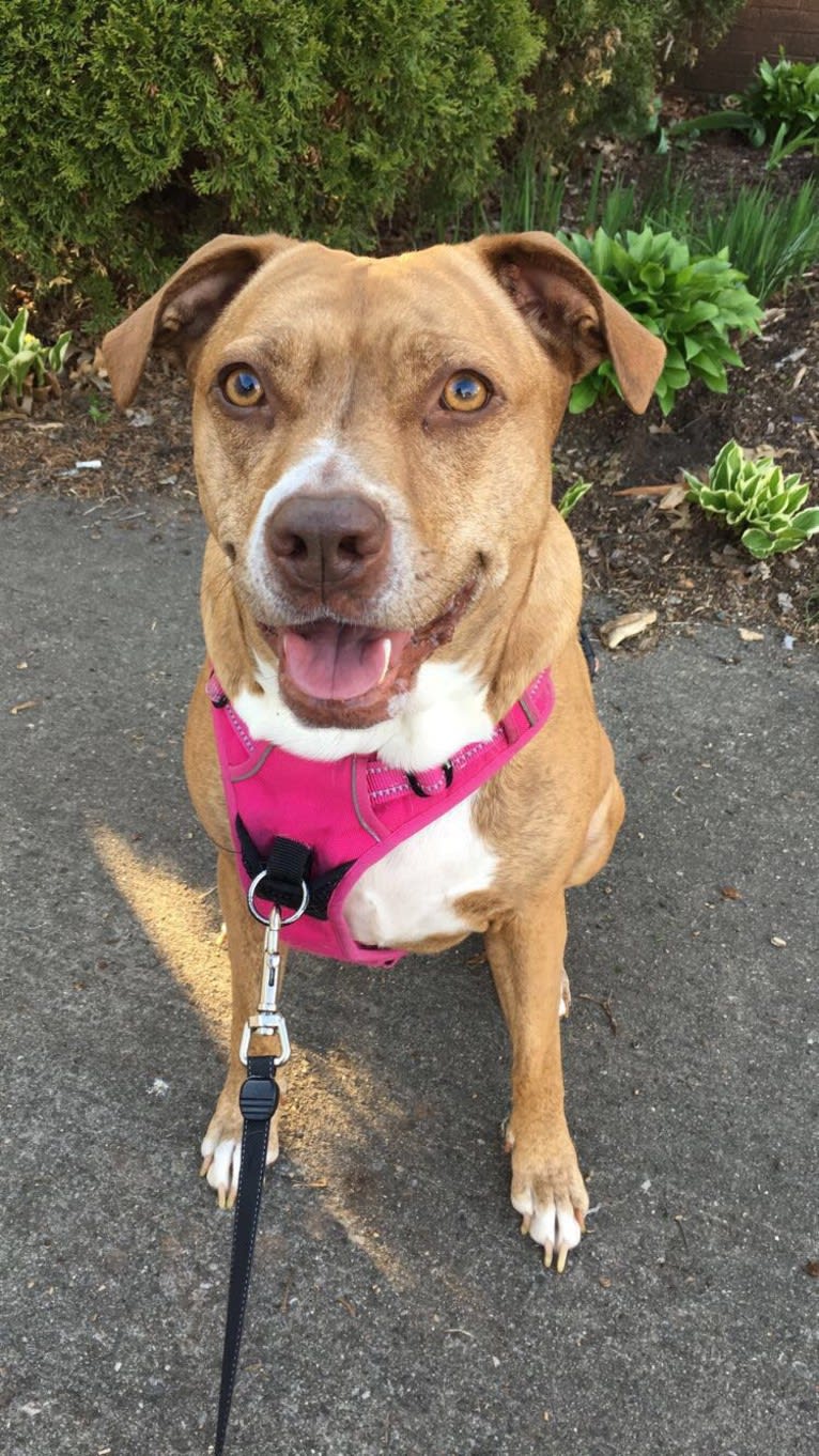 Buttercup, an American Pit Bull Terrier and Labrador Retriever mix tested with EmbarkVet.com