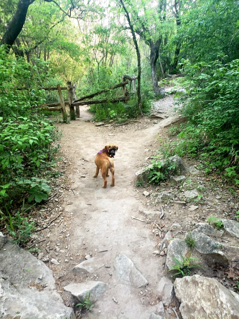 Ava, a Labrador Retriever and Boxer mix tested with EmbarkVet.com