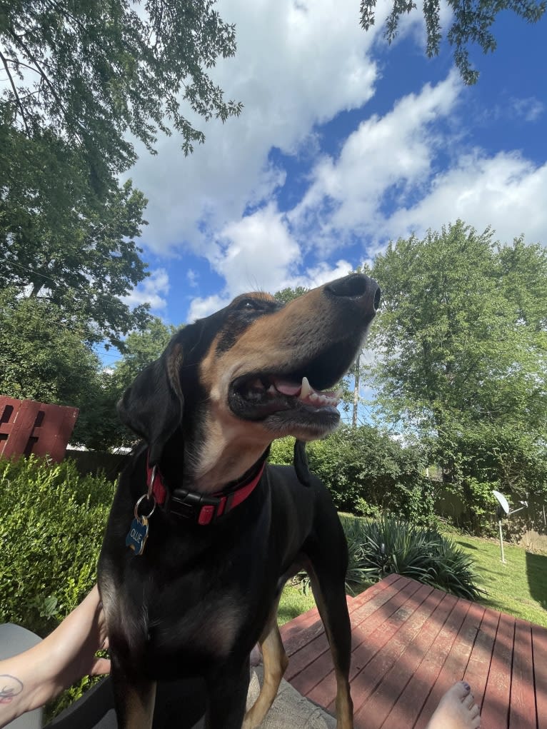 Ollie, an American Leopard Hound tested with EmbarkVet.com