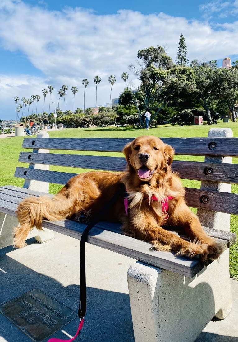 Gracie, a Golden Retriever tested with EmbarkVet.com