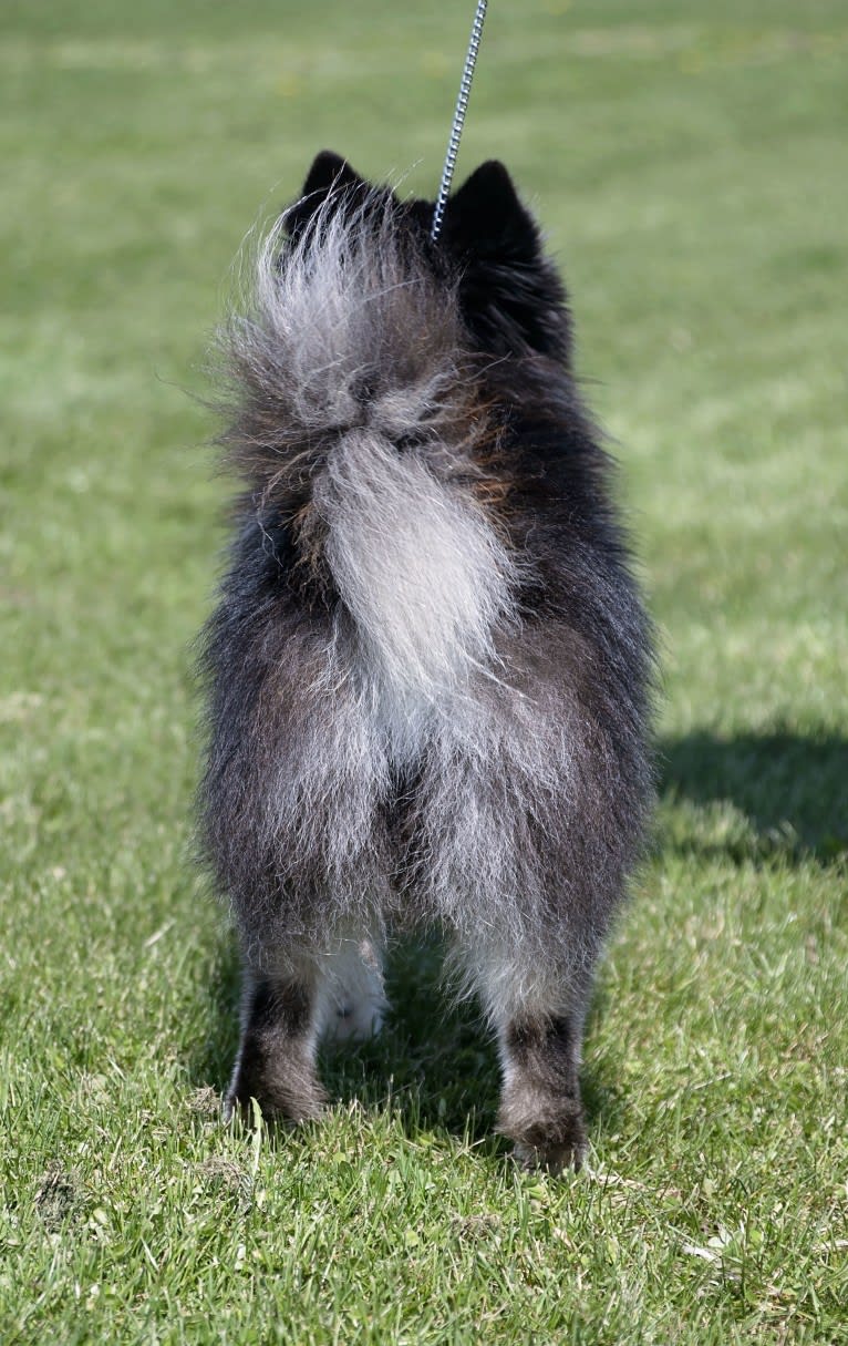 Major, a Pomsky tested with EmbarkVet.com