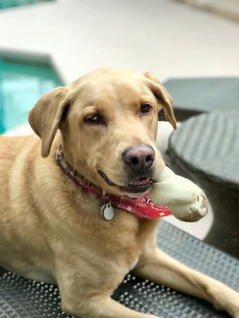 Diego, a Labrador Retriever and Siberian Husky mix tested with EmbarkVet.com