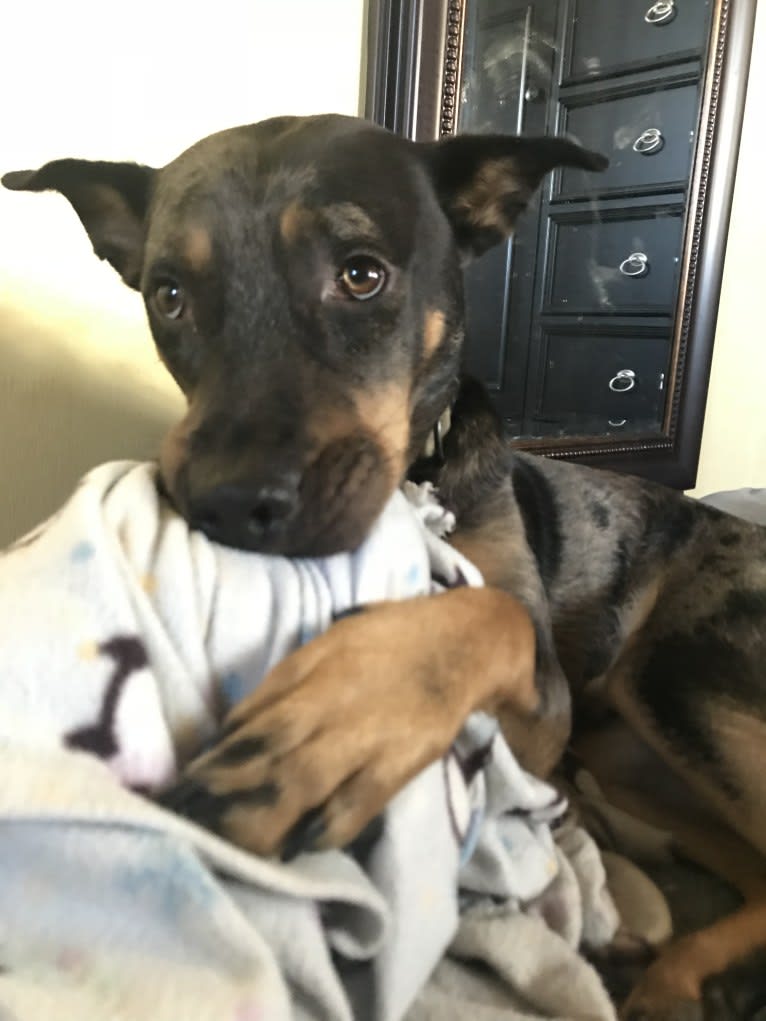 Rhett, a Catahoula Leopard Dog and Siberian Husky mix tested with EmbarkVet.com