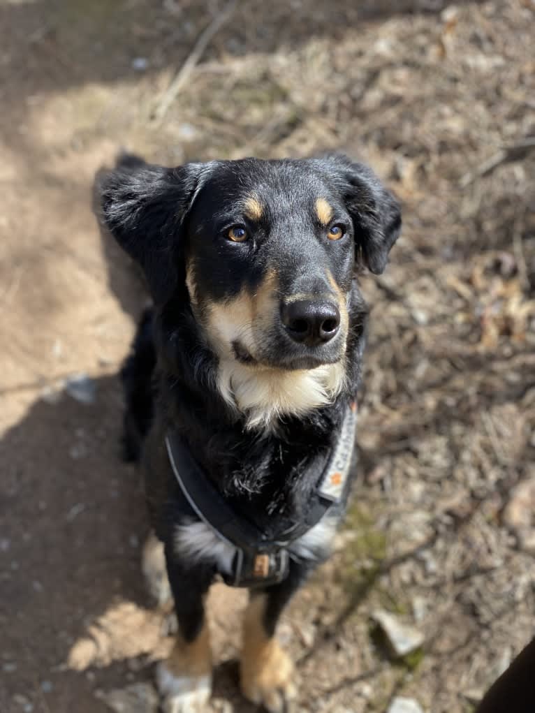 Cashew, a Border Collie and Labrador Retriever mix tested with EmbarkVet.com