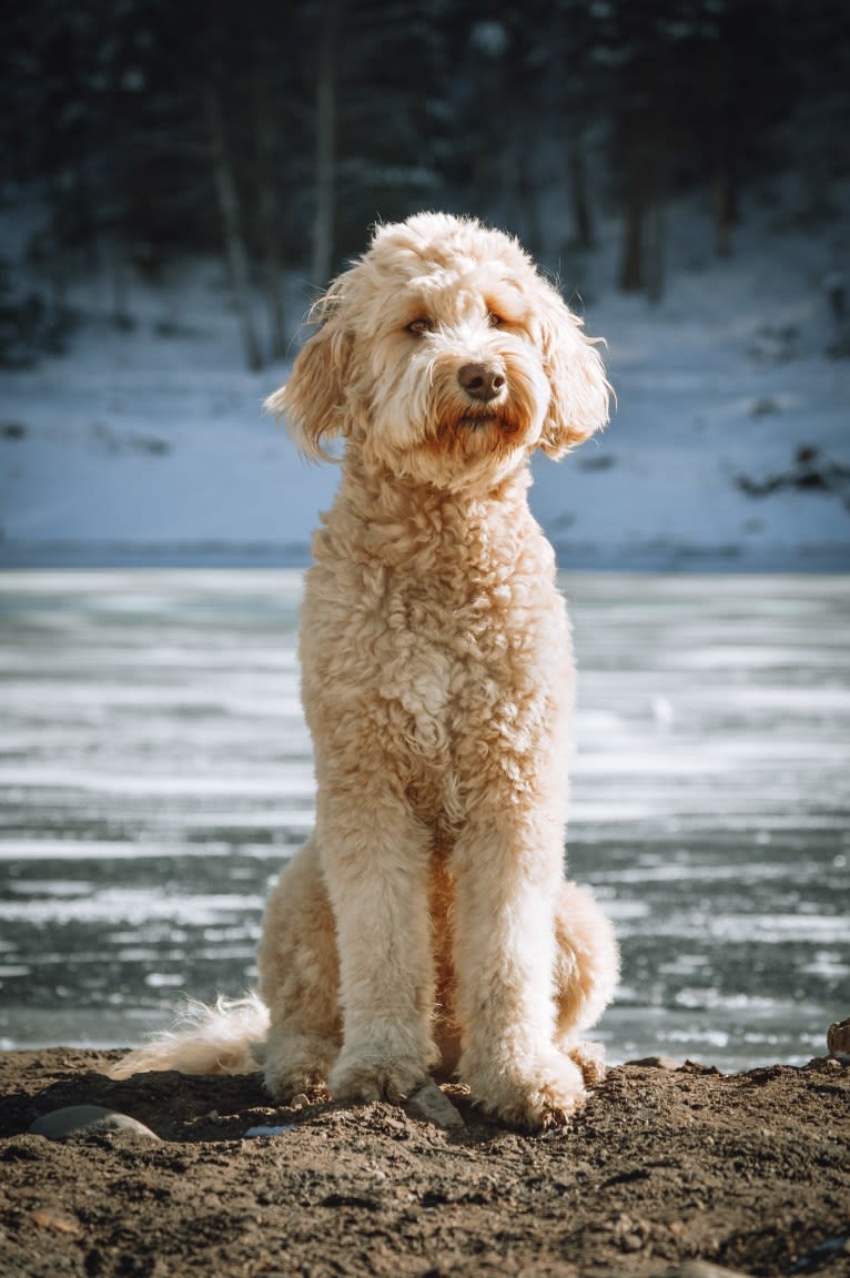 Bunker, a Goldendoodle tested with EmbarkVet.com