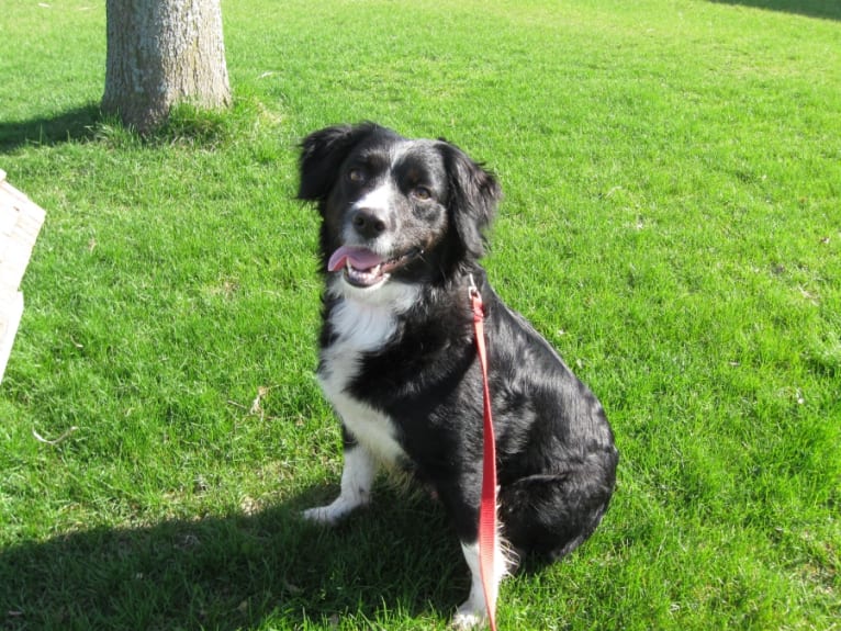 Chrissy, a Brittany and Australian Shepherd mix tested with EmbarkVet.com