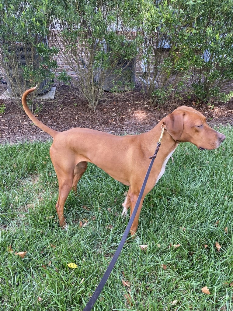 Tula, a Pointer and Llewellin Setter mix tested with EmbarkVet.com