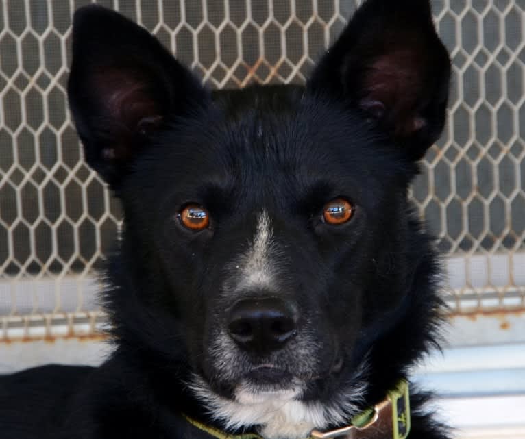 Winston, a German Shepherd Dog and American Pit Bull Terrier mix tested with EmbarkVet.com