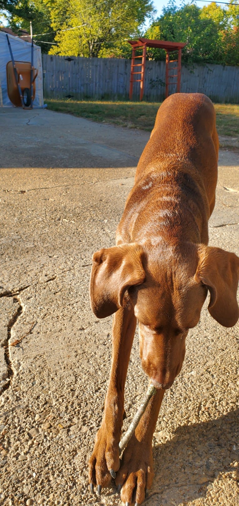 Dakota, a Chesapeake Bay Retriever and German Shorthaired Pointer mix tested with EmbarkVet.com