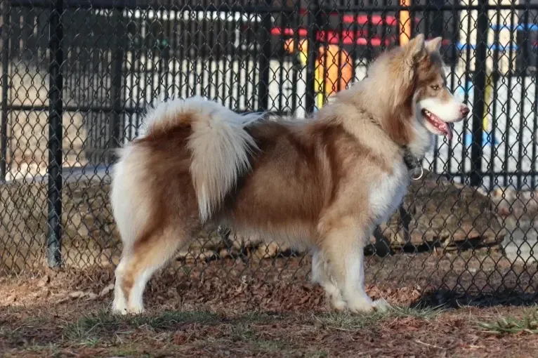 Sokka, a Siberian Husky tested with EmbarkVet.com