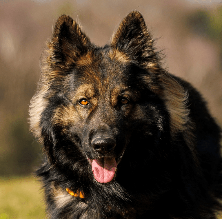 Rewir, a German Shepherd Dog tested with EmbarkVet.com