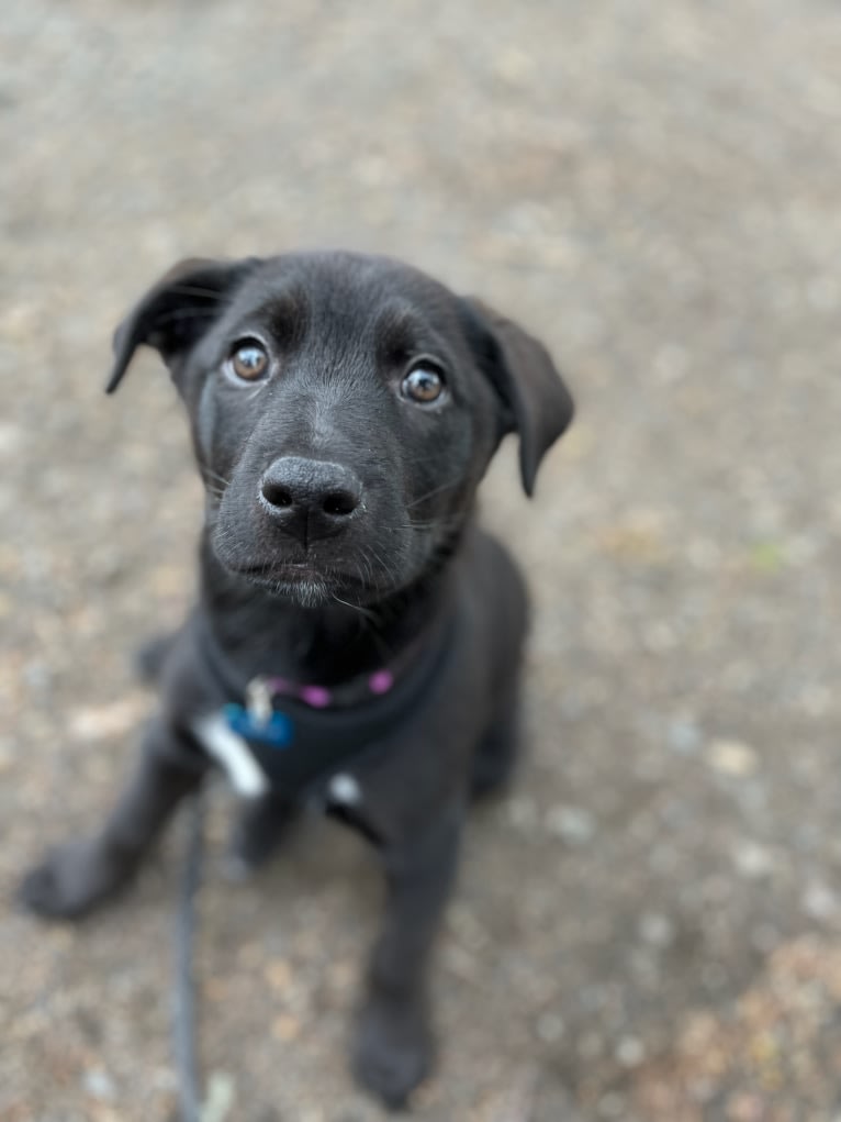 Maya, a Rottweiler and German Shepherd Dog mix tested with EmbarkVet.com