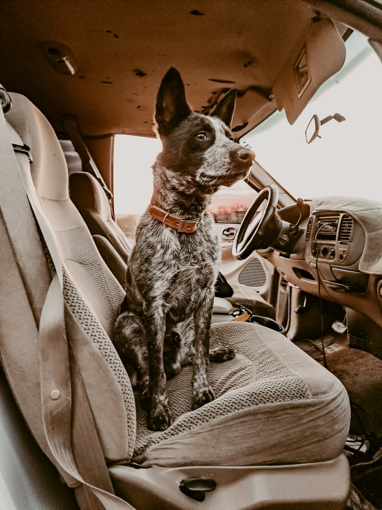 Bruce, an Australian Cattle Dog tested with EmbarkVet.com