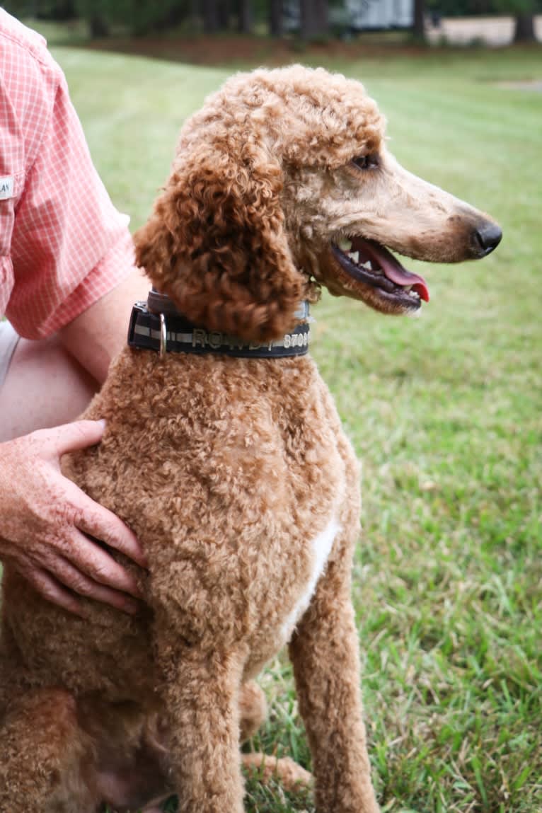 Rowdy, a Poodle (Standard) tested with EmbarkVet.com