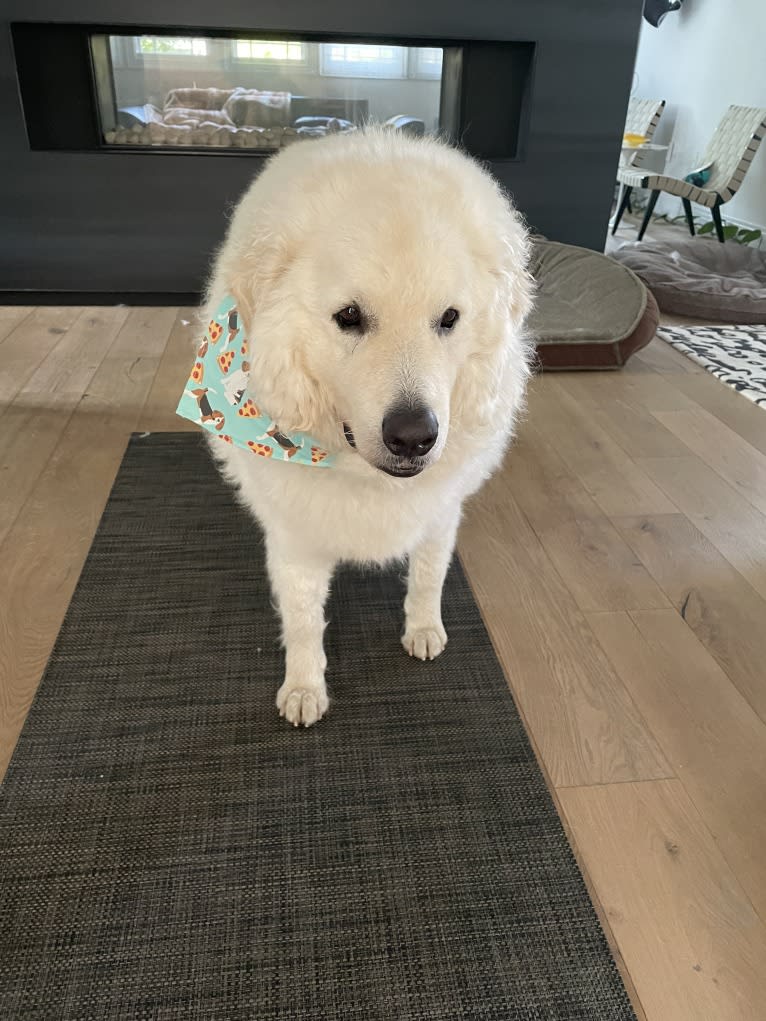 Bleu, a Kuvasz tested with EmbarkVet.com