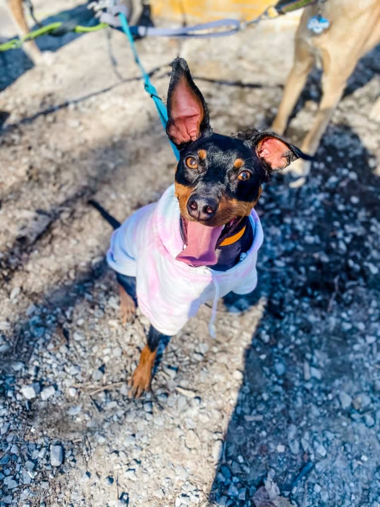 Biggie Smalls, a Miniature Pinscher tested with EmbarkVet.com