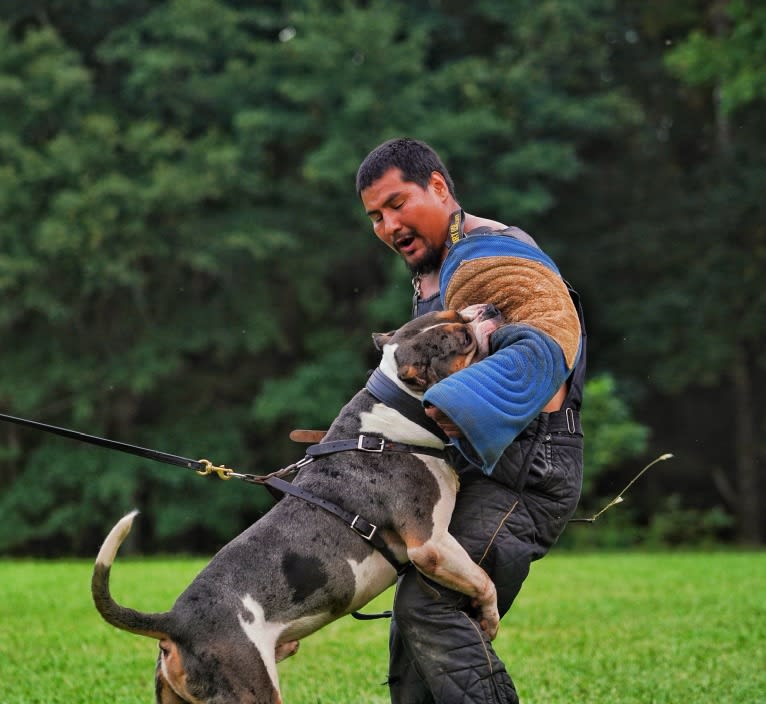 Koda, an American Bully tested with EmbarkVet.com