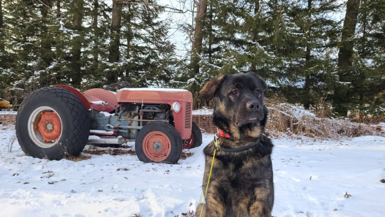 Koda, a Caucasian Ovcharka and German Shepherd Dog mix tested with EmbarkVet.com