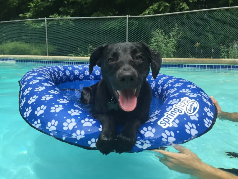 Charlie, an Australian Cattle Dog and Labrador Retriever mix tested with EmbarkVet.com