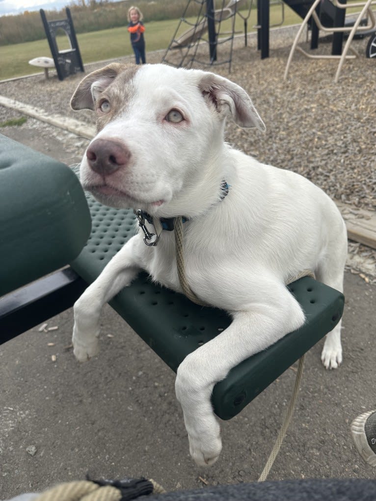 Mance, an American Pit Bull Terrier and German Shepherd Dog mix tested with EmbarkVet.com