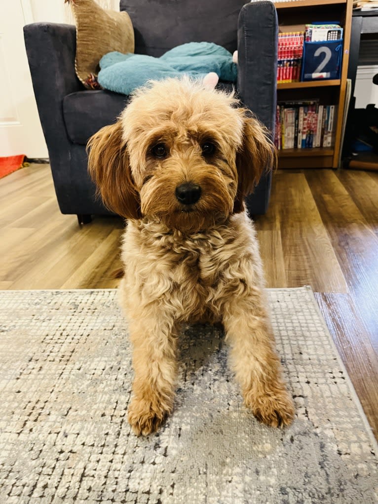 Cocoa, a Labradoodle tested with EmbarkVet.com