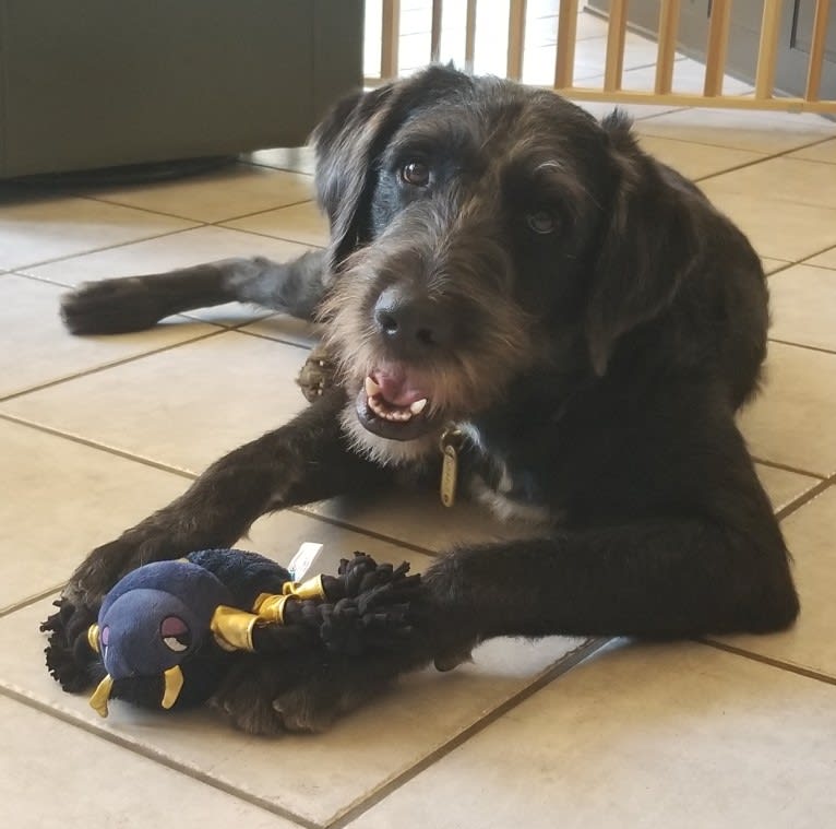 Laszlo, a Greater Swiss Mountain Dog and Poodle (Standard) mix tested with EmbarkVet.com