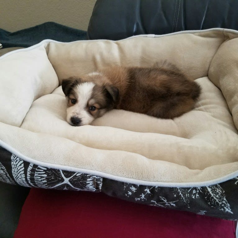 Shelby, a Border Collie and Great Pyrenees mix tested with EmbarkVet.com