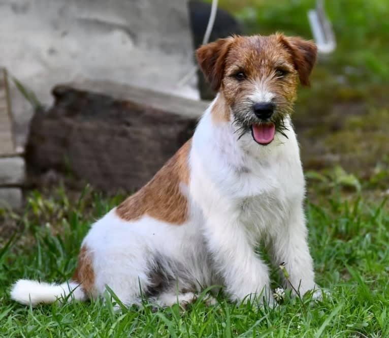 Deuce, a Russell-type Terrier tested with EmbarkVet.com