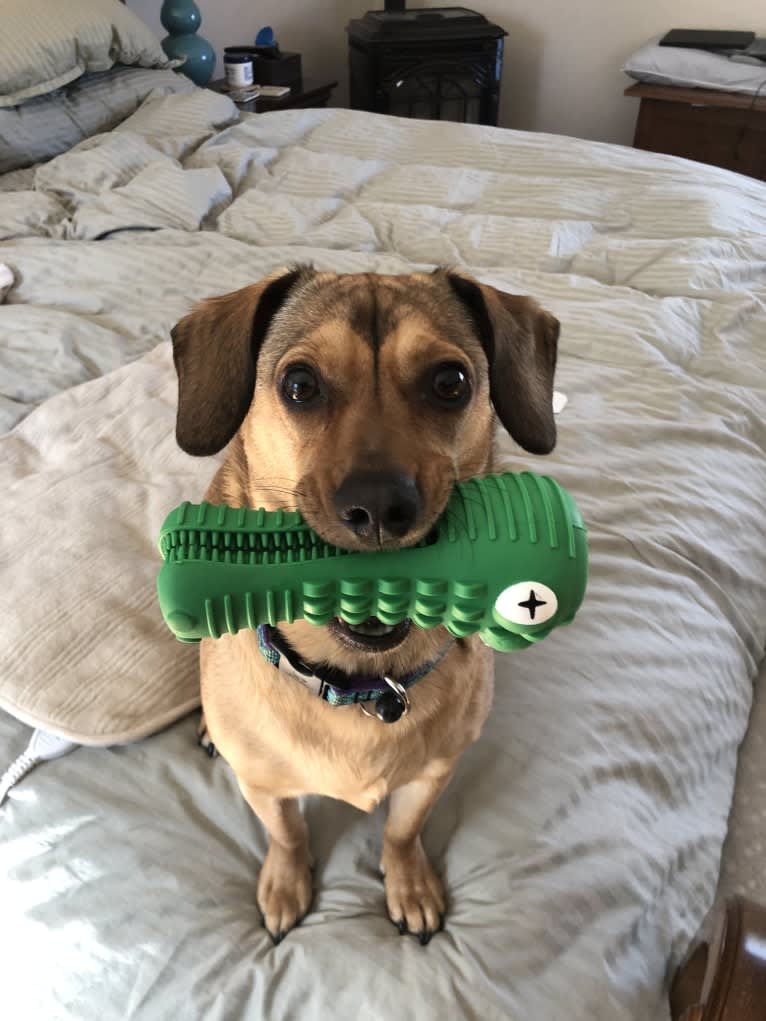 Leopold, a Dachshund and American Pit Bull Terrier mix tested with EmbarkVet.com