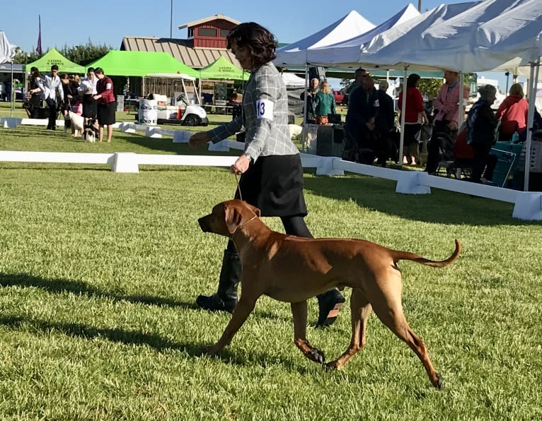 Hughie, a Rhodesian Ridgeback tested with EmbarkVet.com