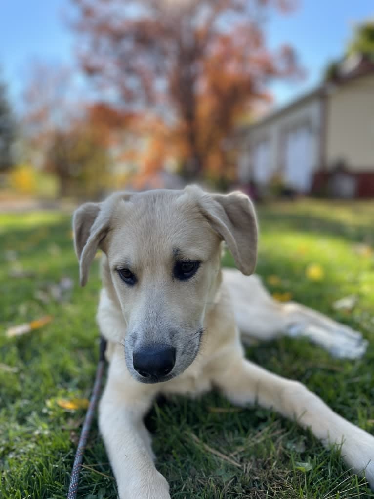 Sadie, a Great Pyrenees and German Shepherd Dog mix tested with EmbarkVet.com