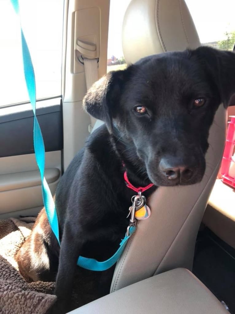 Rio, a Labrador Retriever and Chow Chow mix tested with EmbarkVet.com