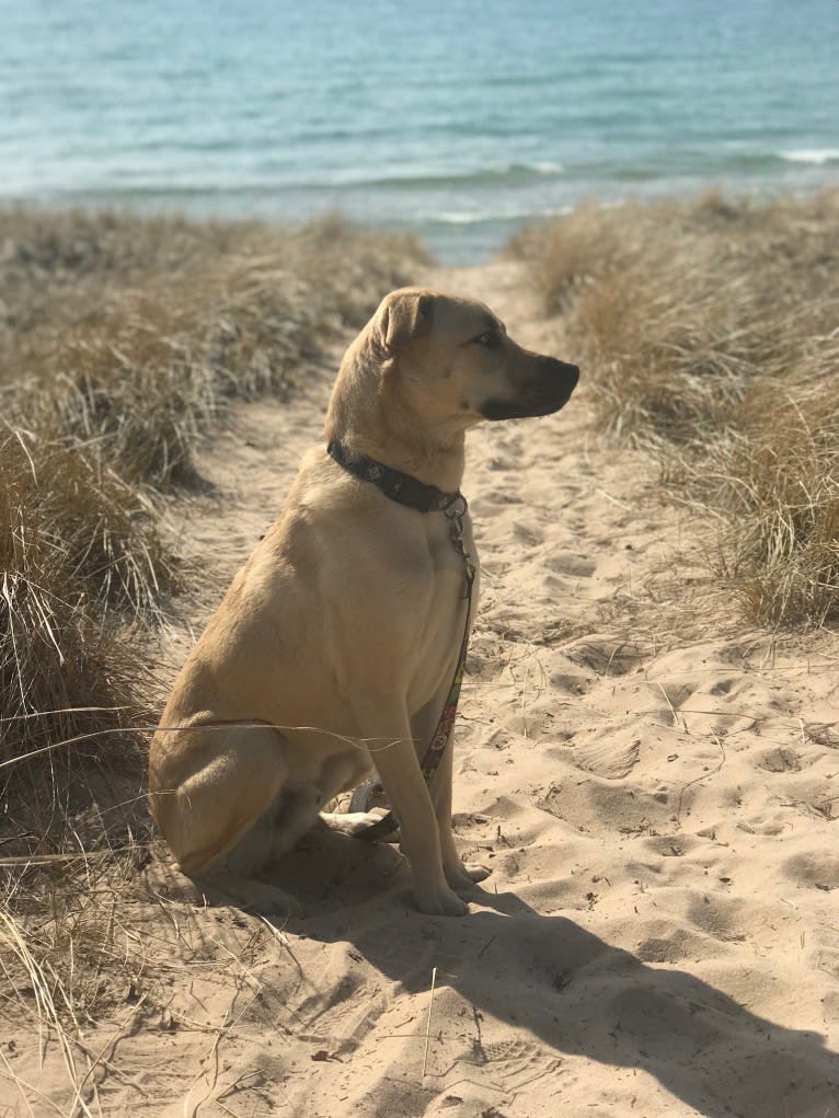 Winston, an American Pit Bull Terrier and Siberian Husky mix tested with EmbarkVet.com