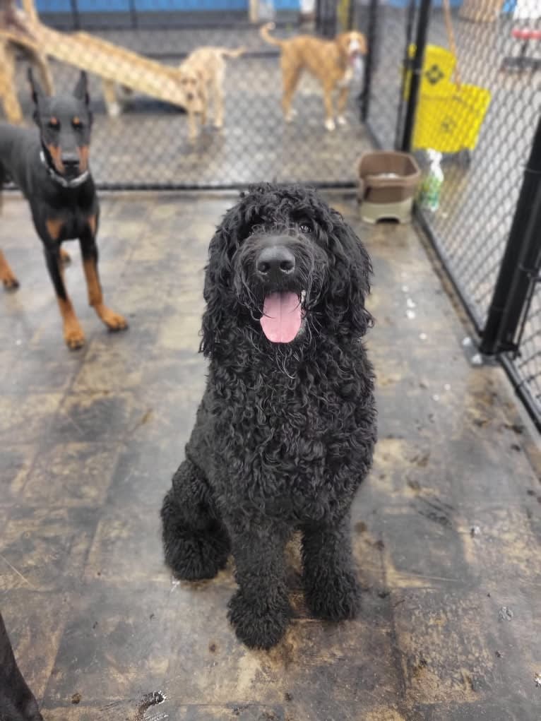 Louie, a Goldendoodle tested with EmbarkVet.com