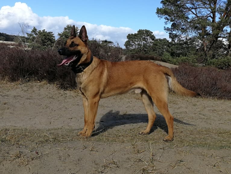 Ferrari, a Belgian Shepherd tested with EmbarkVet.com