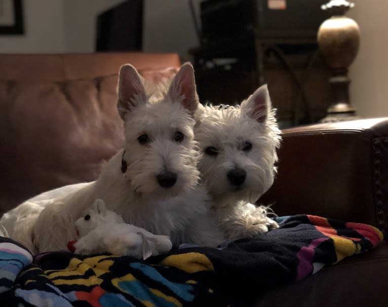 Emmy, a Scottish Terrier tested with EmbarkVet.com