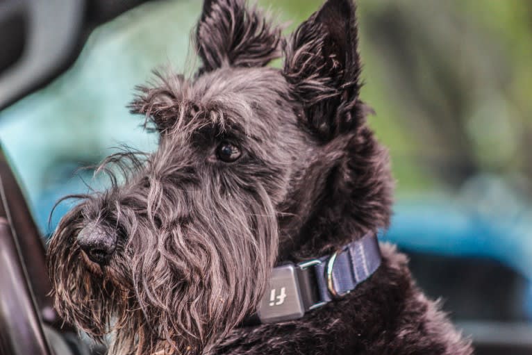 Max, a Scottish Terrier tested with EmbarkVet.com