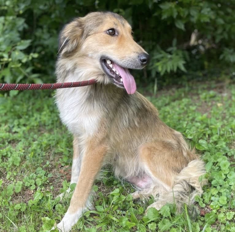 Callie, an English Shepherd and Great Pyrenees mix tested with EmbarkVet.com