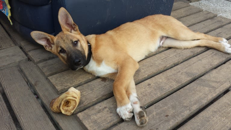 Kelmi, an Eastern European Village Dog and German Shepherd Dog mix tested with EmbarkVet.com