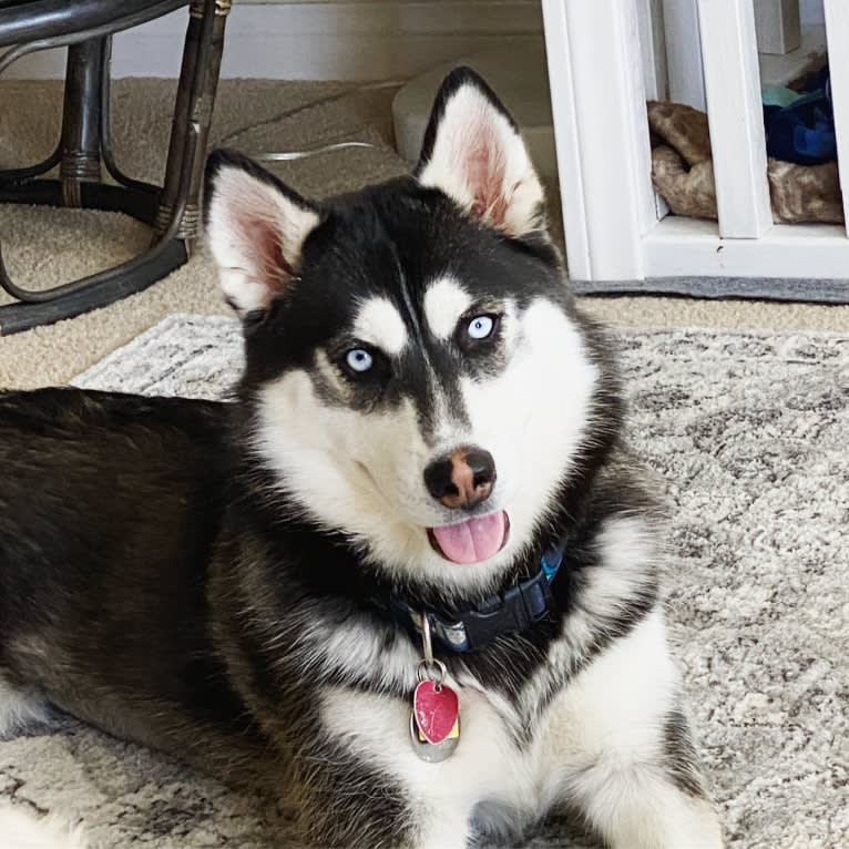 Shasta, a Siberian Husky tested with EmbarkVet.com