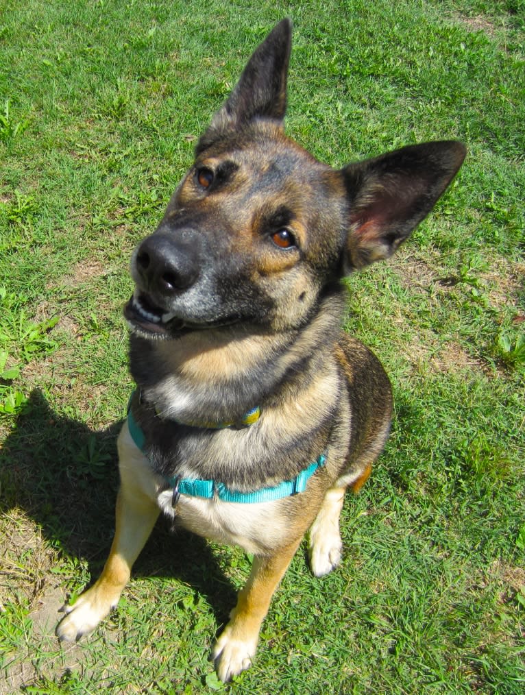 Halo, a Belgian Malinois and Siberian Husky mix tested with EmbarkVet.com