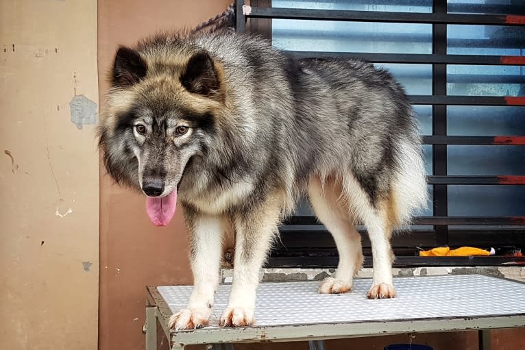 Mira, a Siberian Husky tested with EmbarkVet.com