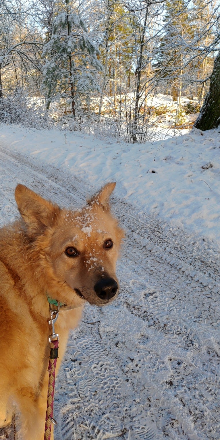 Tembi, an Eastern European Village Dog tested with EmbarkVet.com