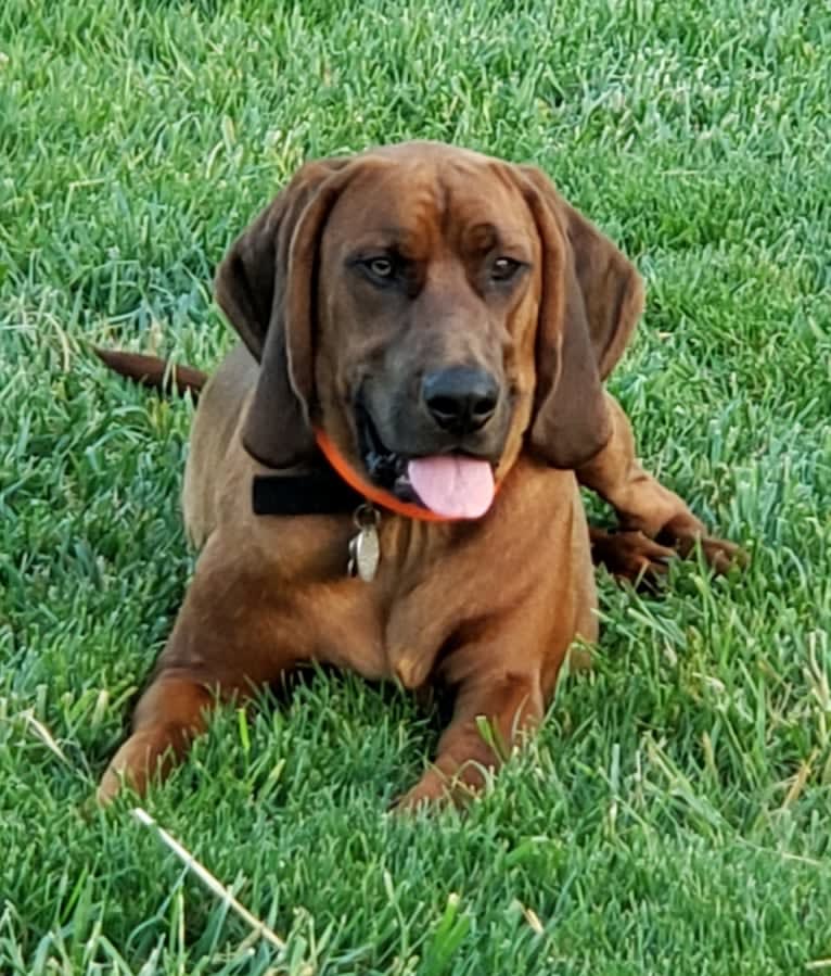 Boone, a Redbone Coonhound tested with EmbarkVet.com