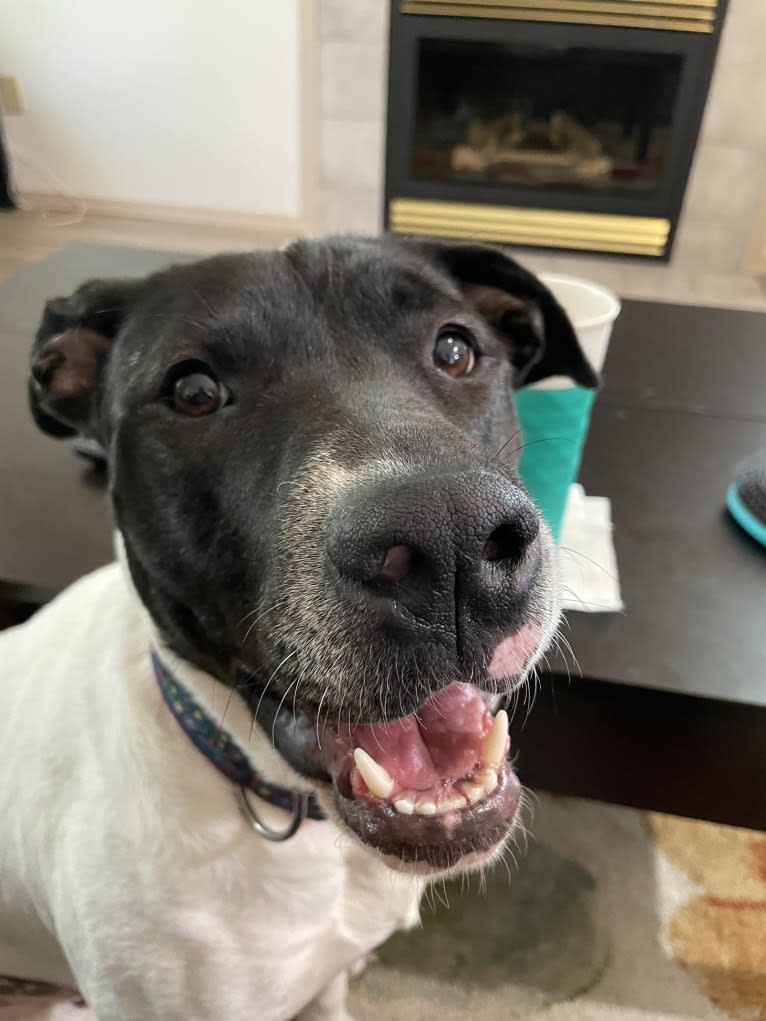 Summer, a Labrador Retriever and American Pit Bull Terrier mix tested with EmbarkVet.com