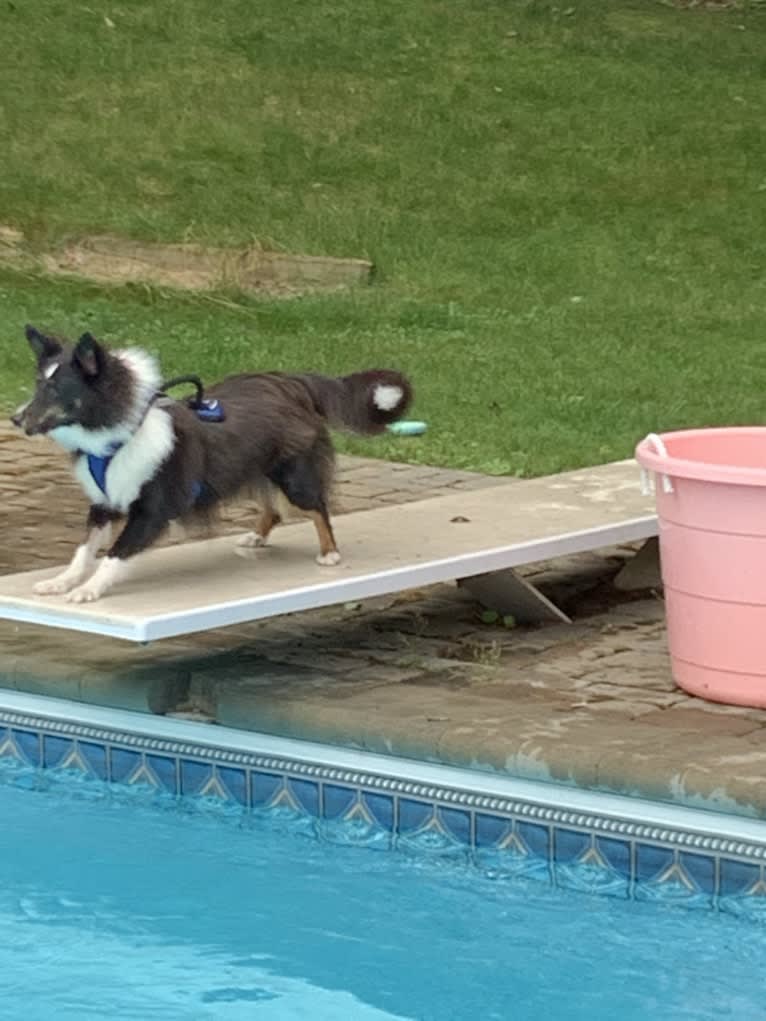 Whiskey Cash Adams, a Shetland Sheepdog tested with EmbarkVet.com