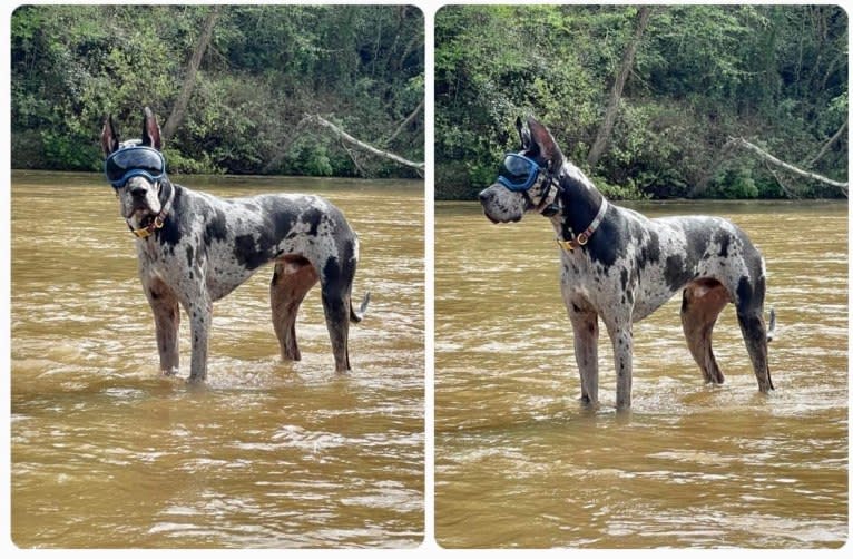 Baron, a Great Dane tested with EmbarkVet.com