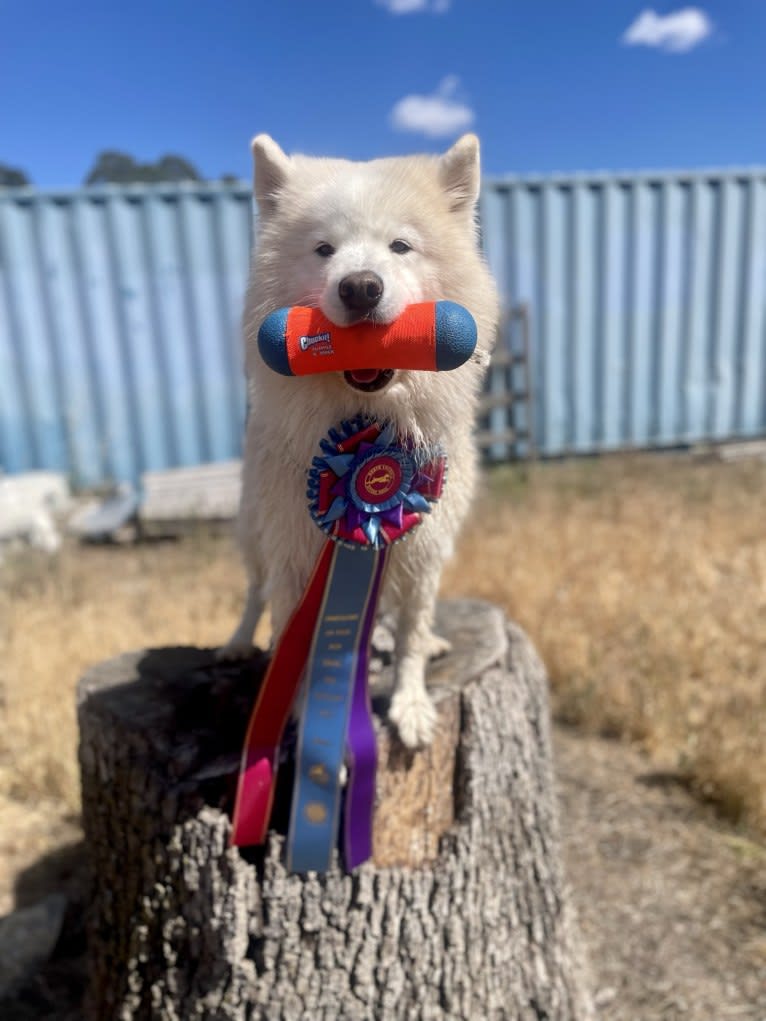 Camelot, a Samoyed tested with EmbarkVet.com